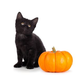 kitty with pumpkin
